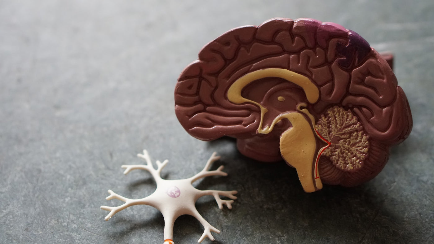 neuron brain endocannabinoid system