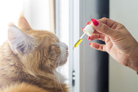 cat cbd oil