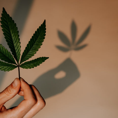 hand holding cannabis leaf