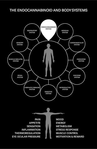 The Endocannabinoid system graph