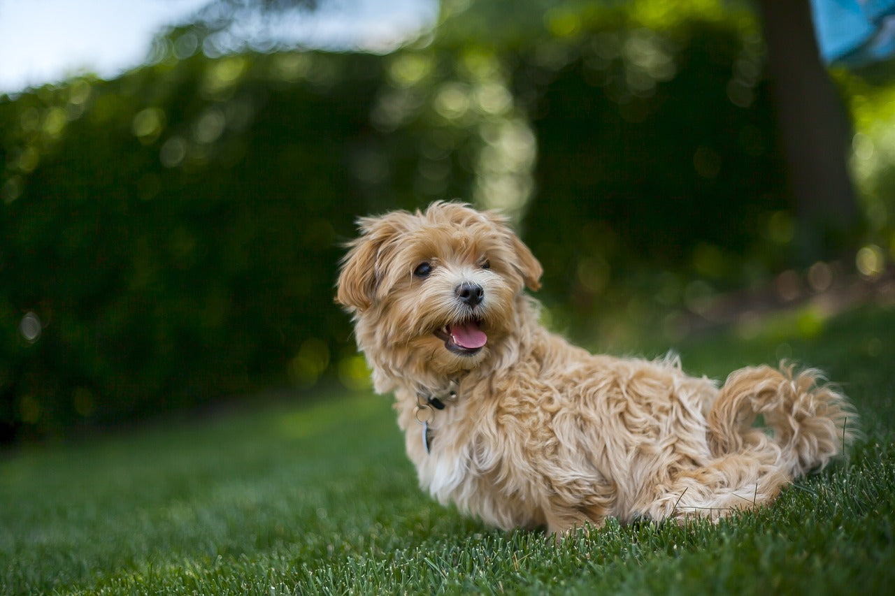 happy dog