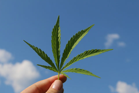 hemp leaf