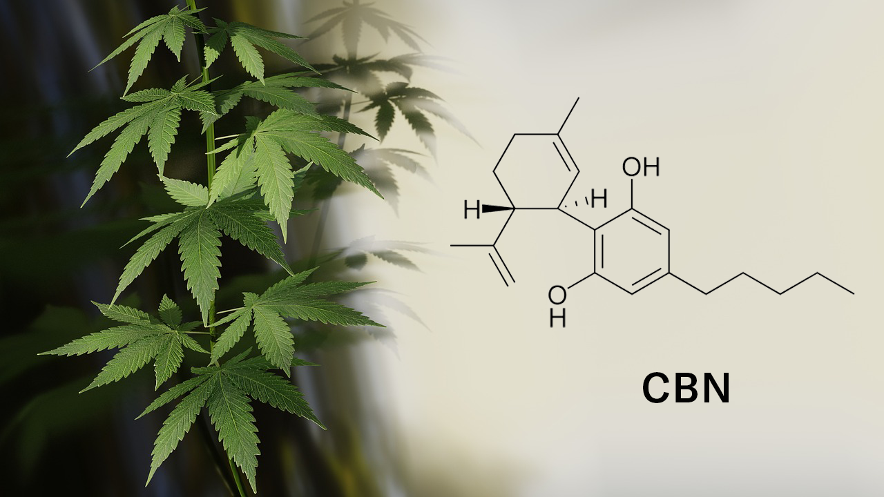 cannabinol cbn