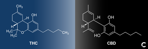 thc vs cbd